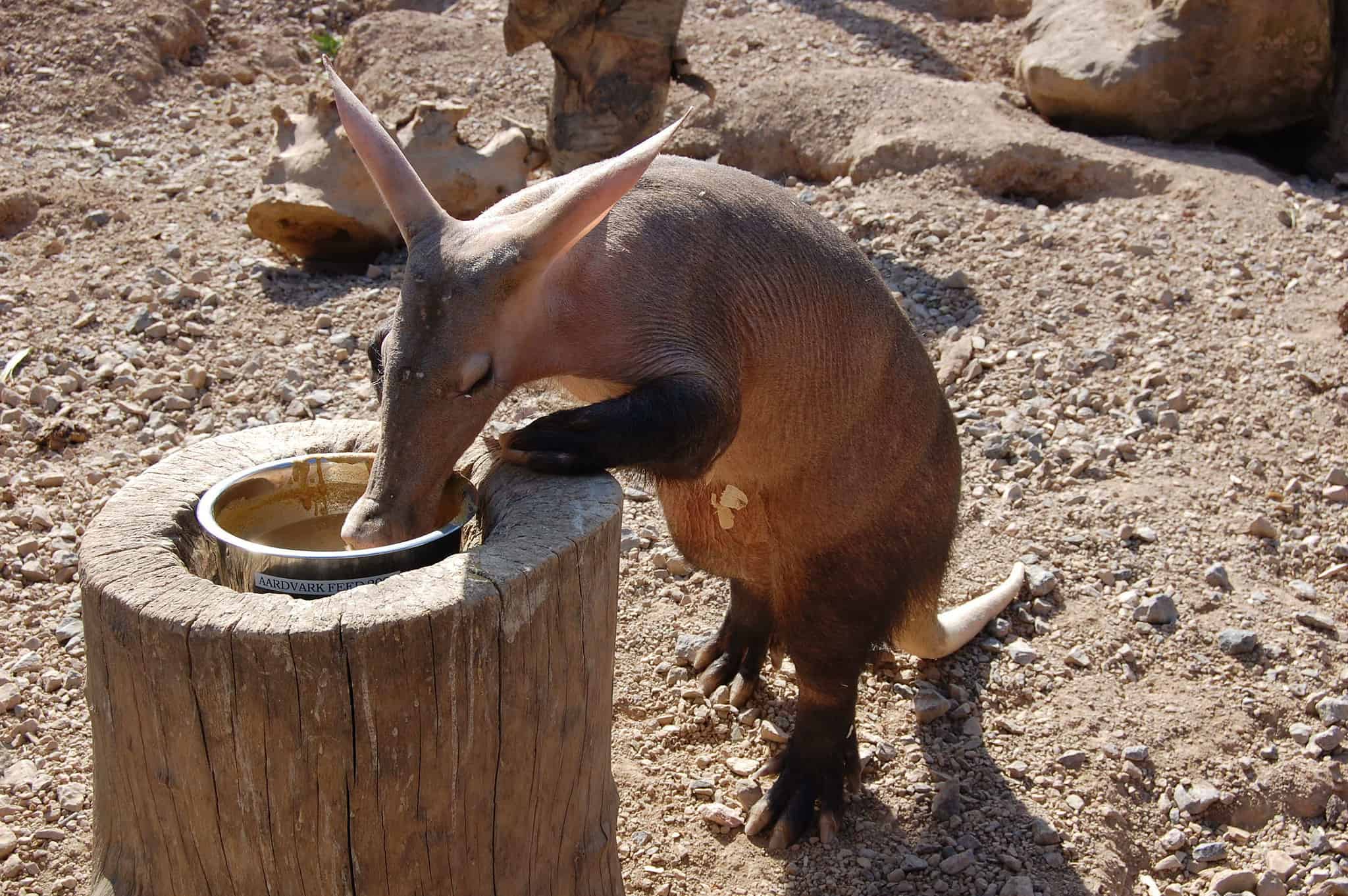 Animalia